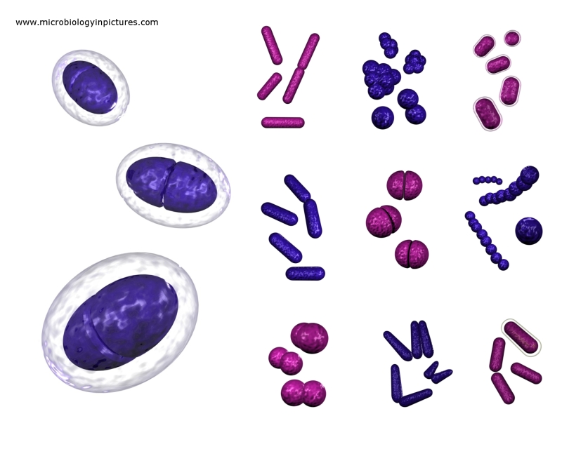 microbiology pictures